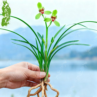 春兰翠红笺兰花苗名贵盆栽花卉植物室内客厅好养不带花苞精品细叶