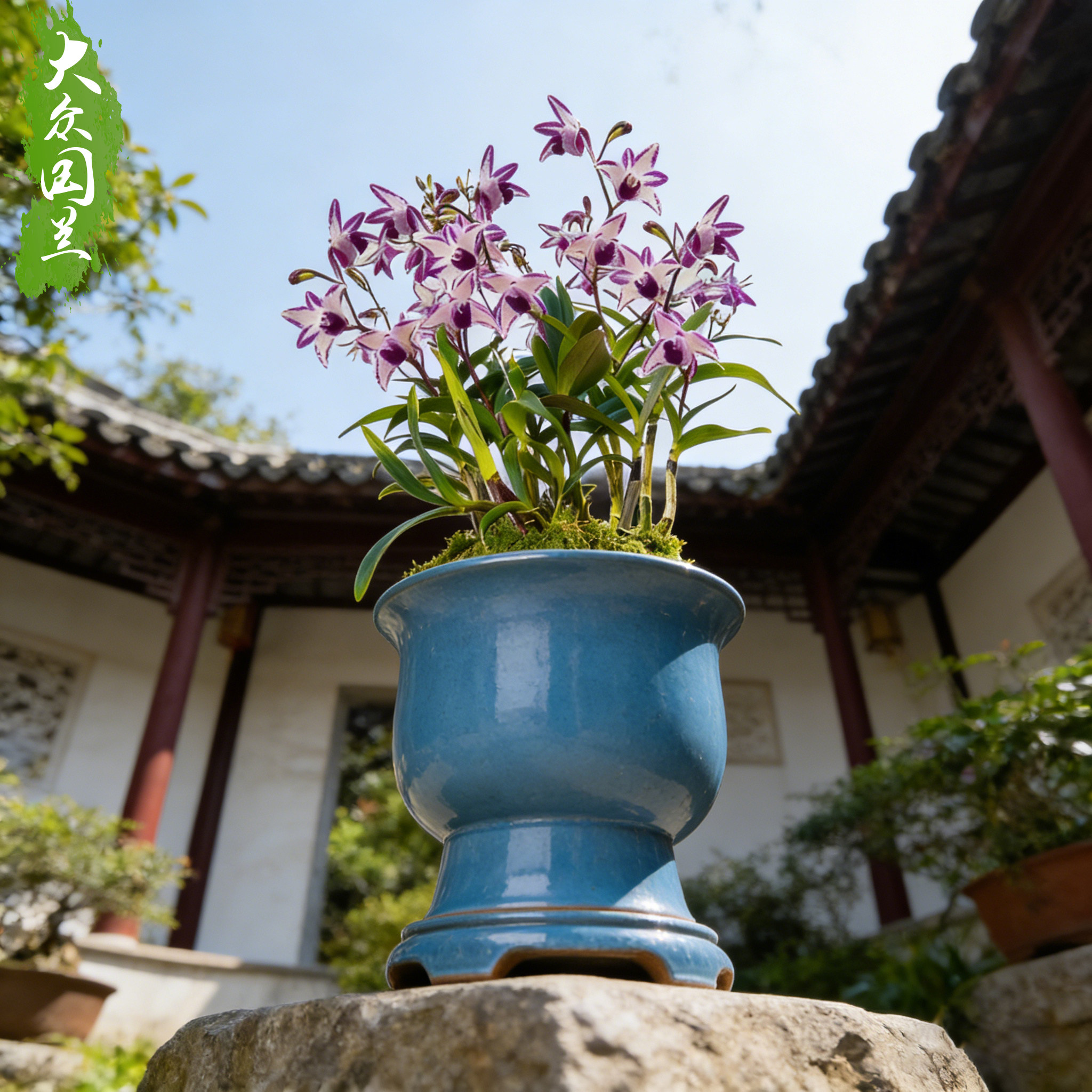 香水石斛兰盆栽浓香带花苞客厅办公室内绿植花卉兰花苗名贵四季