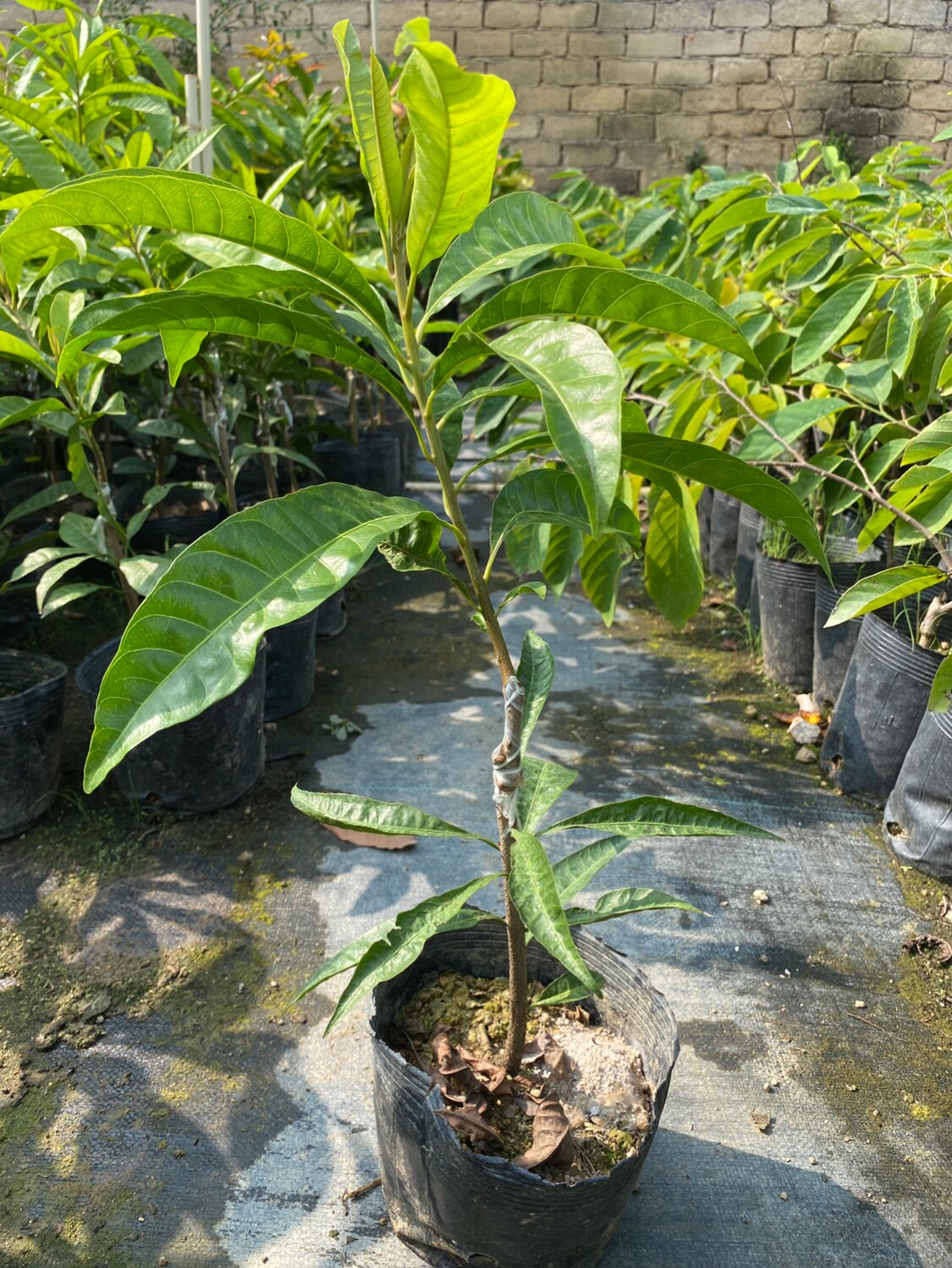 蛋黄果苗树嫁接正宗耀堂仙桃苗鸡蛋果果树苗带果四季种植当年结果