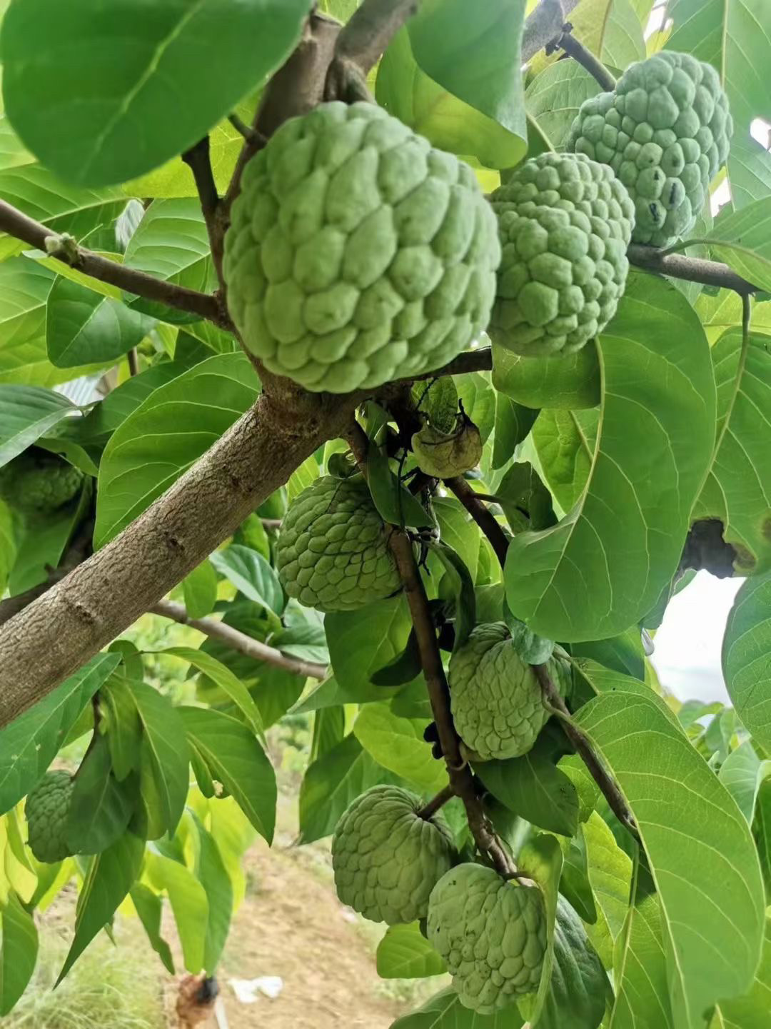 新品种泰国大目释迦苗大果释迦苗自花授粉番荔枝苗嫁接果树苗包邮
