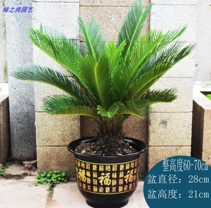 铁树植物 室内 庭院盆景四季常青大盆铁树苗大型绿植特价包邮铁树