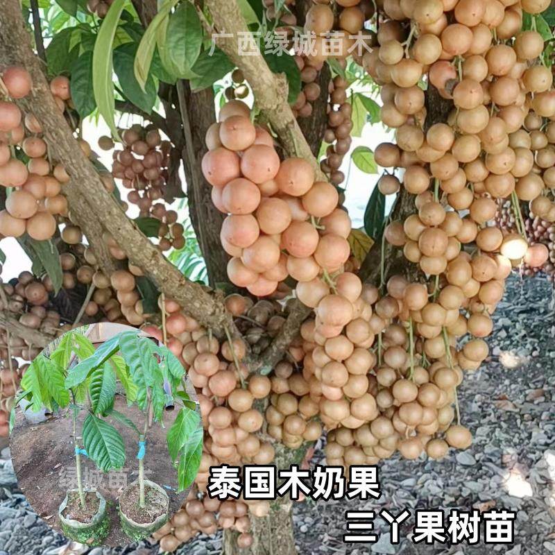 泰国木奶果三丫果树苗纯甜不酸嫁接树苗庭院盆栽地栽四季种植果树