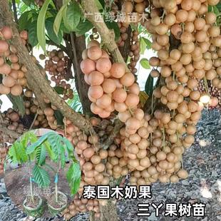 泰国木奶果三丫果树苗纯甜不酸嫁接树苗庭院盆栽地栽四季 种植果树