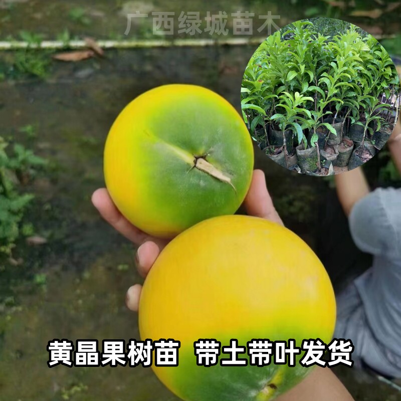 四季黄晶果苗嫁接黄宝石冬蜜6号黄金果树苗庭院盆栽地栽 当年结果