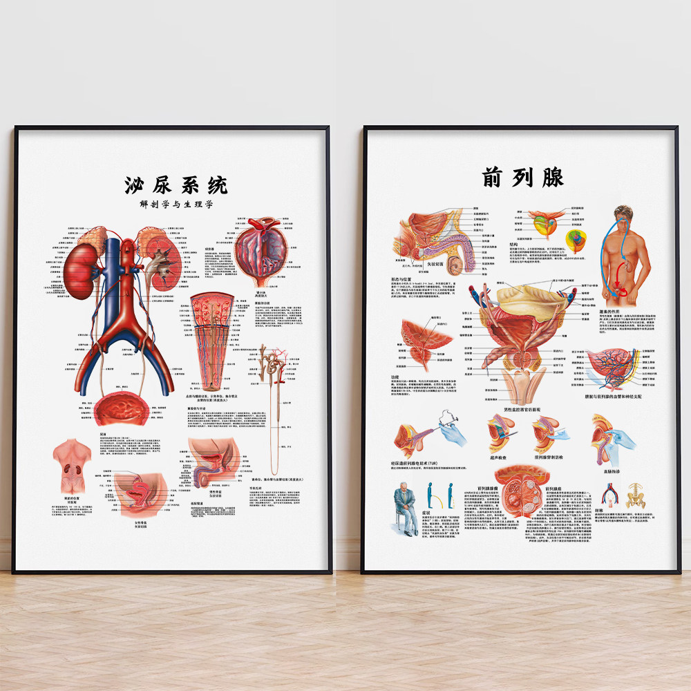 男性健康科普海报装饰画男科前列腺解剖图泌尿系统医学教学挂图
