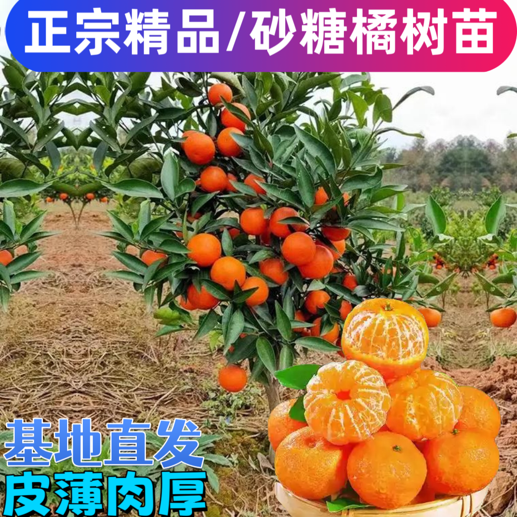 正宗广西砂糖橘嫁接苗高产四会无核砂糖橘苗地栽盆栽南北方可种植