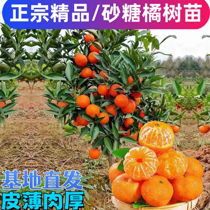正宗广西砂糖橘嫁接苗高产薄皮无核砂糖橘苗地栽盆栽南北方可种植