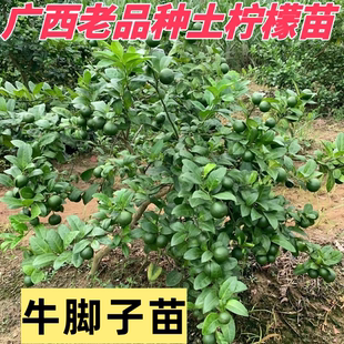 广西本地土柠檬树苗老品种柠檬牛脚子苗叶子去腥南北方盆地栽种植