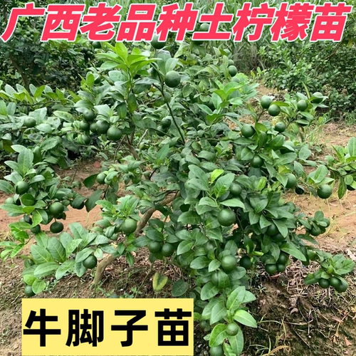 正品土柠檬树苗牛脚子苗野生广西本地薄皮柠檬厨房大料泡制咸柠檬