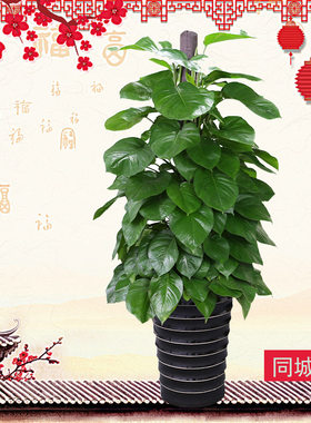 绿萝植物室内大叶绿萝四季除甲醛垂吊大型盆栽客厅办公室成都租赁