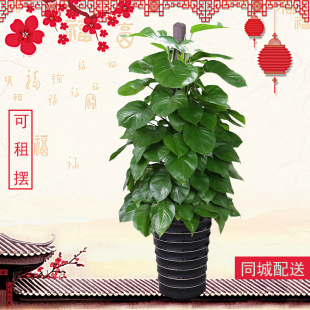 绿萝植物室内大叶绿萝四季 除甲醛垂吊大型盆栽客厅办公室成都租赁