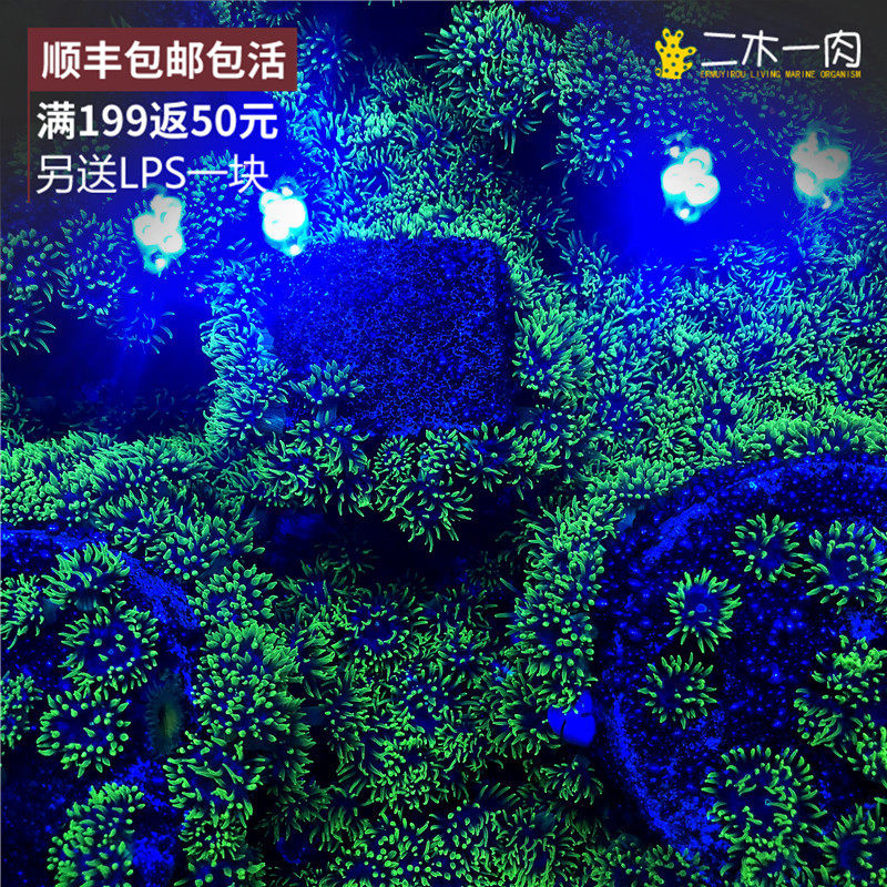 5cm迷你马伽侬海葵【50个】马家农荧光绿海葵纽扣活体软体lps