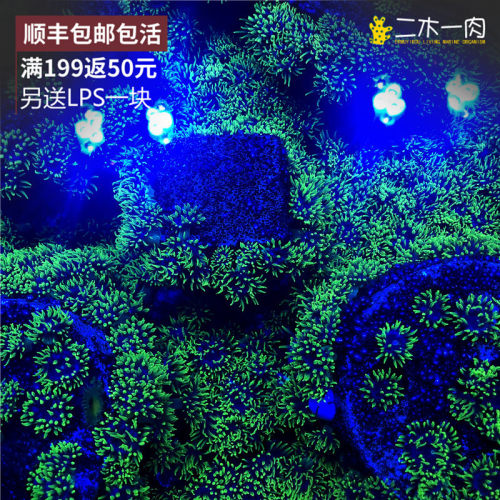 迷你海葵无需喂食新手好养生长快
