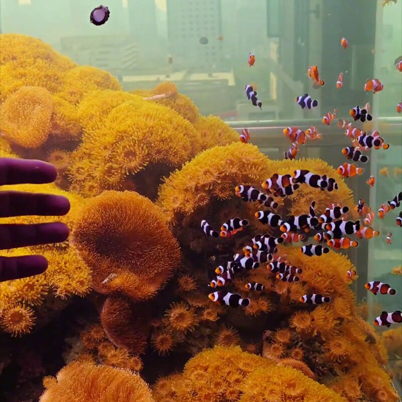 【50个】马伽侬海葵马家农荧光绿海葵纽扣海葵软体lps荧光绿 海葵