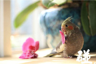 放养人工说话吹口哨派特黄化珍珠原始灰玄凤中型幼年鹦鹉活体鸟亮