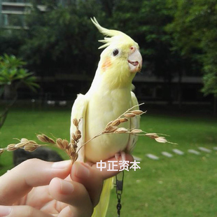 放养鸡尾黄化原始灰珍珠派特玄凤中型鹦鹉活体宠物鸟口哨唱歌说话