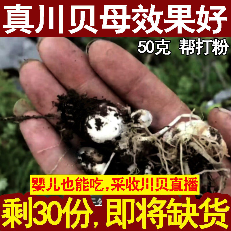 2件送10g 川贝母川贝粉50g正品特级四川粒仿野生川贝母中药材干货