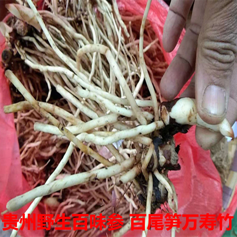 贵州地产倒竹伞 野生新竹叶参 百尾笋万寿淡竹竹林消根500g包邮