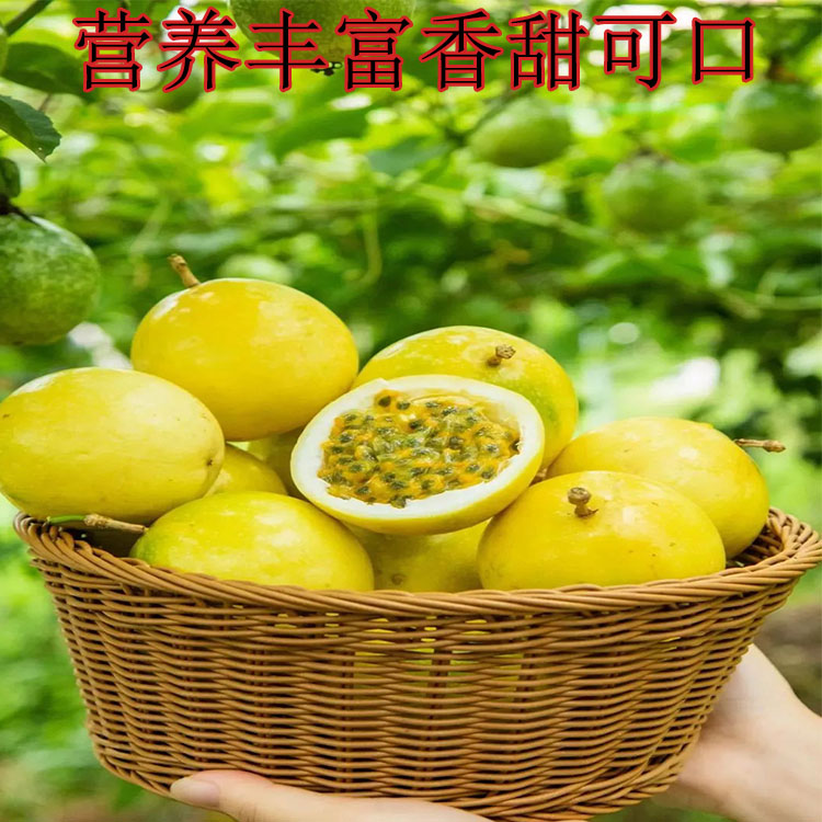 四季特大百香果苗新品种