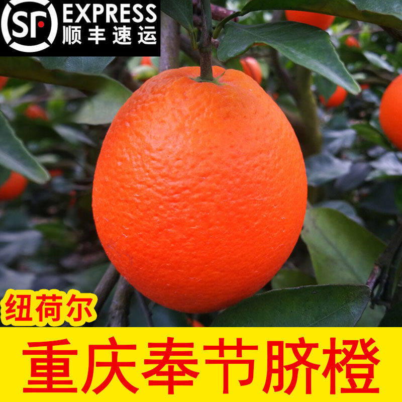 奉节脐橙纽荷尔顺丰包邮重庆奉节脐橙5斤重庆橙子整箱水果5斤