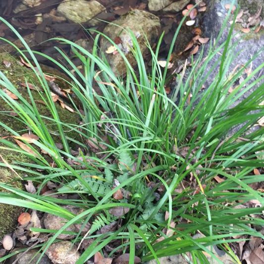 野生水菖蒲草养龟300克石菖蒲室内吸甲醛植物办公桌香味水草龙根