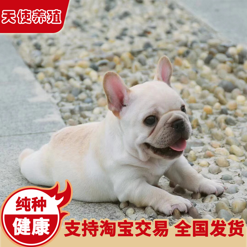 法国?#25918;?#29356;幼犬活体纯种蓝牛虎斑法牛奶油奶白宠物小狗狗犬舍法斗