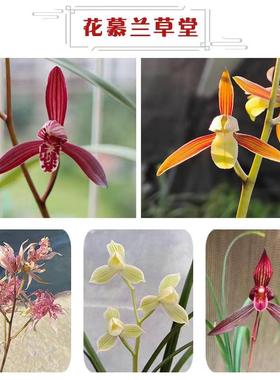 直播专拍兰花苗不带花苞建兰四季兰墨兰寒兰老种名贵浓香清仓包邮