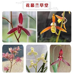 包邮 直播专拍兰花苗不带花苞建兰四季 兰墨兰寒兰老种名贵浓香清仓