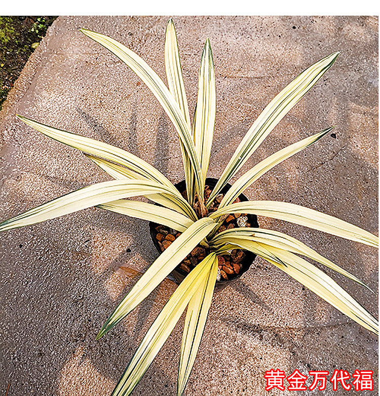 绿植高档稀有品种南靖兰花
