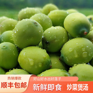 顺丰包邮新鲜莲子可生吃莲心苦莲米现摘现发莲蓬3斤即食孕妇水果
