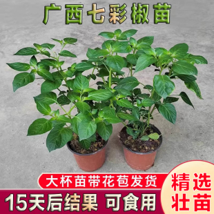 广西七彩椒苗五彩椒树苗阳台观赏盆栽四季种植灯笼椒苗可食用泡椒