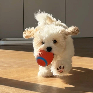 解闷发声玩具体力神器的咬消耗磨牙狗狗嗨橄榄球自耐咬球不烂会叫