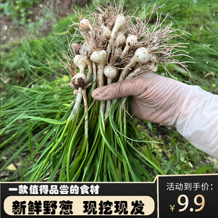 贵州新鲜野葱现挖苦蒜野生野菜小根薤白胡葱野藠头野小蒜葱