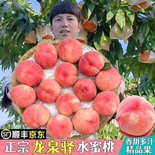 四川现摘新鲜龙泉驿水蜜桃当应季时令孕妇水果香甜多汁京东顺丰