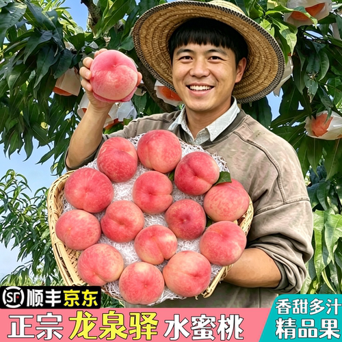 四川龙泉驿水蜜桃果园现摘