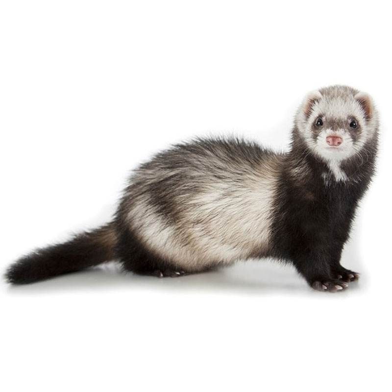 小龙貂雪貂安格鲁宠物貂活物活体网红好养活幼崽国产花貂