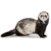 小龙貂雪貂安格鲁宠物貂活物活体网红好养活幼崽国产花貂