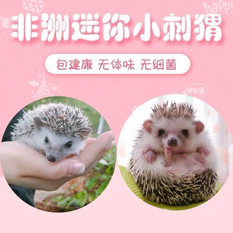 非洲迷你刺猬活体宠物小刺猬幼崽纯种家养长不大可爱好养