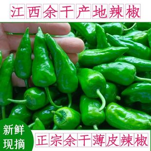 包邮 3斤余干枫树产地辣椒 江西薄皮辣椒现摘现发农家土辣椒1斤