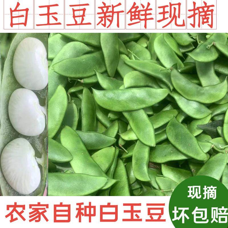 3斤白玉豆 上饶特产洋扁豆白扁豆夹芸豆花豆子玉山农家白豆子1斤