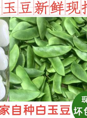 3斤白玉豆 上饶特产洋扁豆白扁豆夹芸豆花豆子玉山农家白豆子1斤