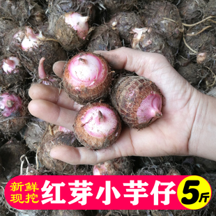 新鲜现挖广西农家特产红芽小芋头当季粉糯毛芋艿非荔浦香芋仔5斤