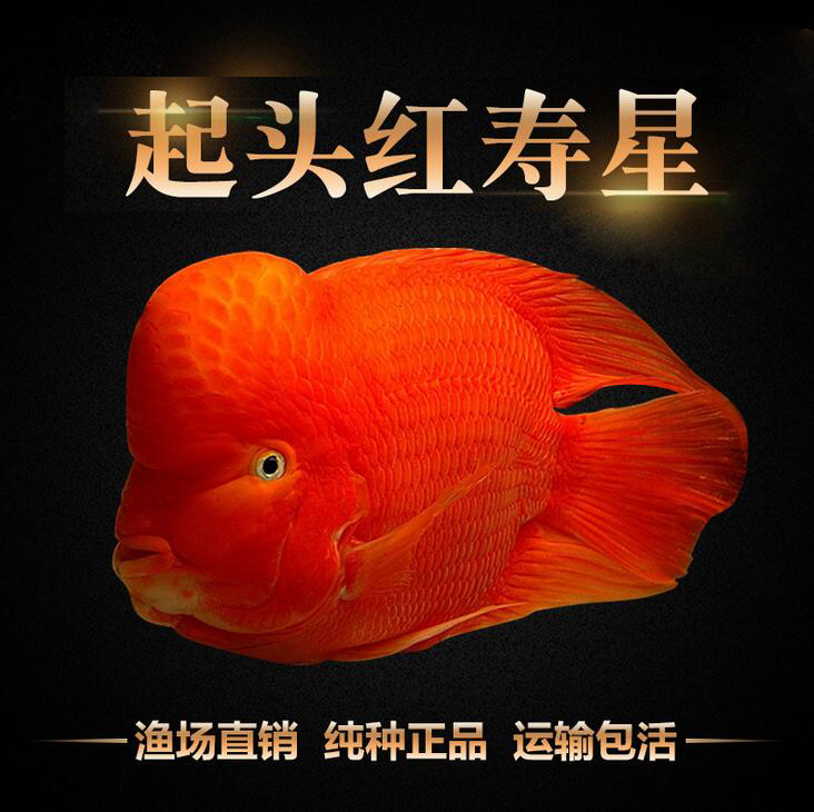 精品起头红寿星风水鱼招财鱼红财神血鹦鹉鱼观赏鱼活体包邮包活