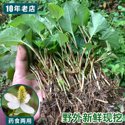 鱼腥草苗20棵种植苗新鲜折耳根四川苗种根种籽鱼腥草种子四季盆栽