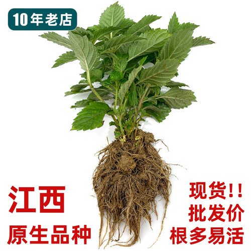仙草苗凉粉草苗，好种易成活！