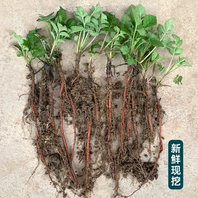 带叶发货，丹参苗！带叶更好种！