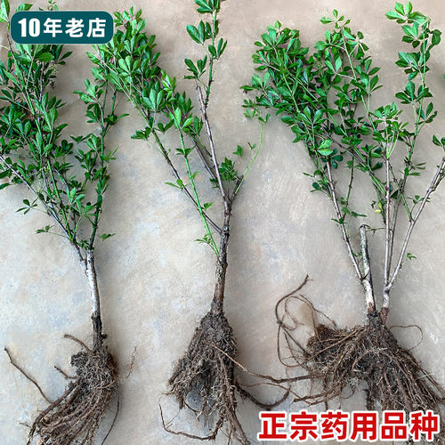 正宗野产药用刺五加苗！新鲜现挖
