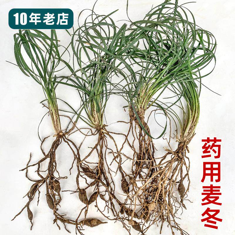 正宗药用麦冬，四季常绿耐寒耐旱图片