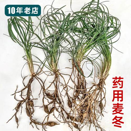 正宗药用麦冬，四季常绿耐寒耐旱