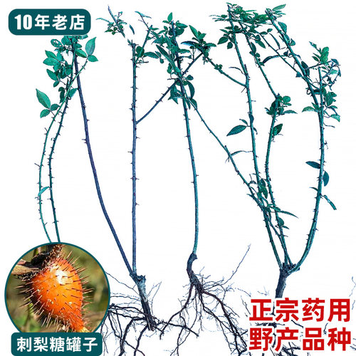 2年金樱子苗，根系发达易成活！